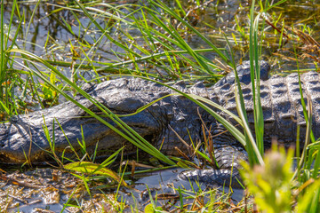 Beautiful specimen of aligator in its natural environment of Everglades in Florida, United States