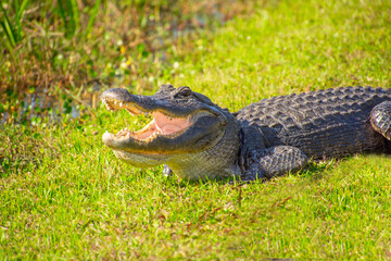 Beautiful specimen of aligator in its natural environment of Everglades in Florida, United States
