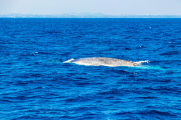 Obraz premium Blue whale at the surface of the sea Mirissa Beach Sri Lanka.