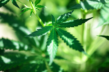 Fresh green leaves of cannabis marijuana close up. Medical marijuana growing concept - 751637015