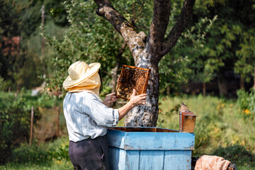 Beekeeper inspecting a honeycomb frame full of bees and honey at apiary in summer garden....