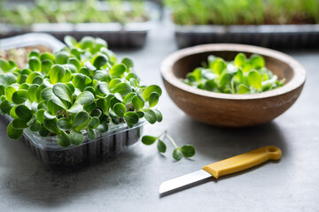 Growing microgreens at home. Harvest of milk thistle microgreens sprouts. Fresh micro greens closeup. Food photography