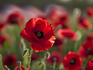 Obraz premium Symbolic Remembrance: Inspiring Visuals with Red Poppies and American Flags