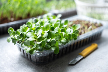 Growing microgreens at home. Harvest of milk thistle microgreens sprouts. Fresh micro greens closeup. Food photography