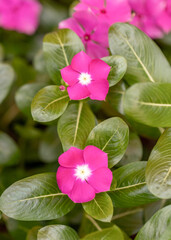 Pink impatiens flowers with green leaves