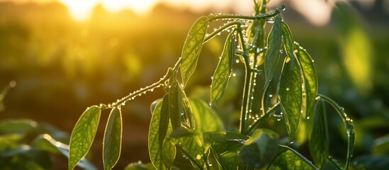 Close-up view of long bean plant leaves with raindrops and morning sunlight background