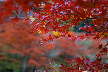もみじとイチョウ