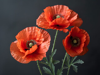 Red Poppies: Symbol of Courage and Remembrance