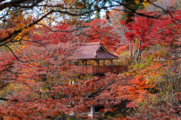 紅葉に隠れる建物