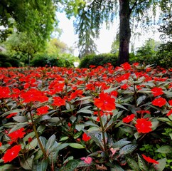 red flowers in garden