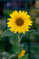 Samotny kwiat słonecznika