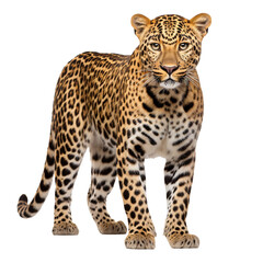 Obraz premium A Leopard isolated on transparent background