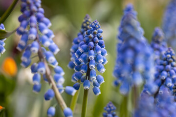 Muscari armeniacum is one of the most commonly cultivated species of Muscari. It is one of a number...