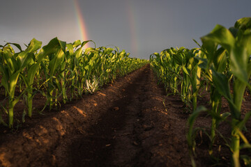 Rainbow over corn field in spring