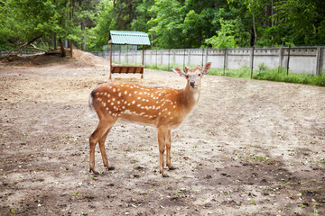 Dappled deer stands at the fenced territory of zoo