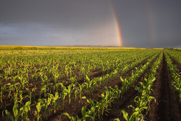 Rainbow over corn field in spring