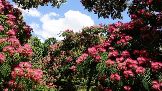Flowering tree branches of Albizia julibrissin, Persian silk tree. Chinese acacia pink blossoming fluffy flowers in a spring botanical garden, park. 