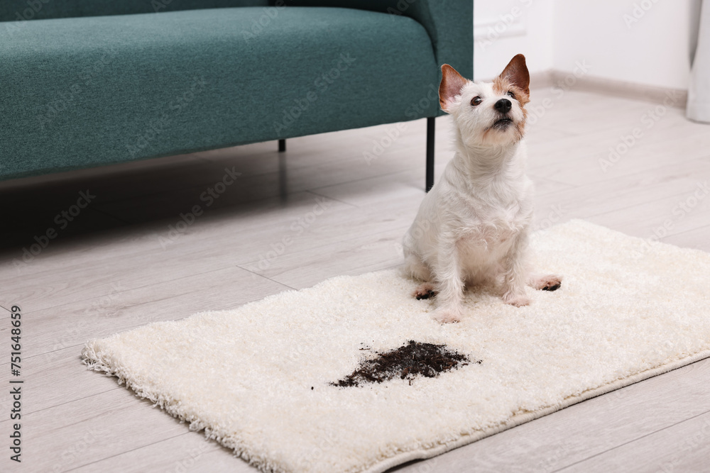 Poster Cute dog near mud stain on rug indoors. Space for text