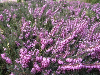 Heide Pflanzen un Bl&uuml;te, Heidebl&uuml;te