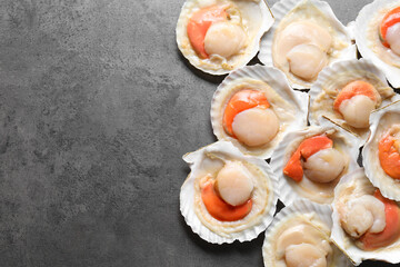 Many fresh raw scallops in shells on grey table, flat lay. Space for text