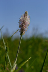 Plantago media, Hoary plantain, Plantaginaceae. Wild plant shot in spring