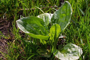 Plantago major Plantago, Plantain, fleaworts. There are 3-5 parallel veins that diverge in wider...