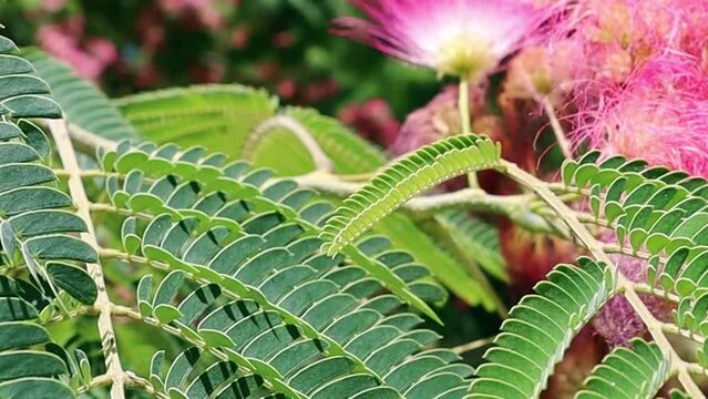 Flowering tree branches of Albizia julibrissin, Persian silk tree. Chinese acacia pink blossoming fluffy flowers in a spring botanical garden, park. 