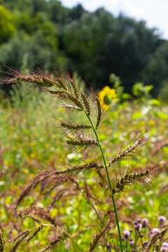 In the field, as weeds among the agricultural crops grow Echinochloa crus-galli