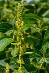 Green amaranth Amaranthus hybridus in flower. Plant in the family Amaranthaceae growing as an invasive weed