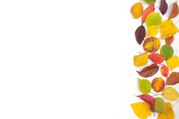 Colorful autumn leaves on white background, copy space for text. View from above.