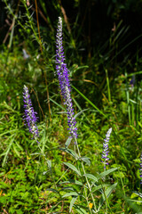 Flowering spikes of Veronica Spicata Ulster Dwarf Blue flower
