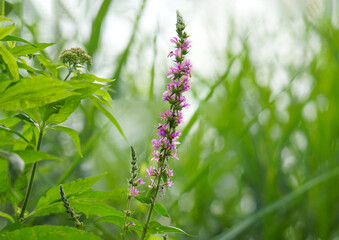 Obraz premium Uferbewuchs