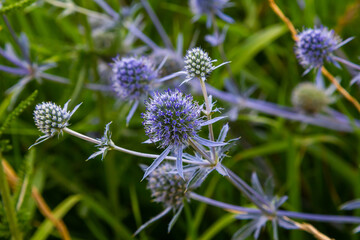Eryngium Planum Or Blue Sea Holly - Flower Growing On Meadow. Wild Herb Plants