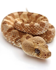 Obraz premium Coiled Royal Python Showcasing Natural Patterns
