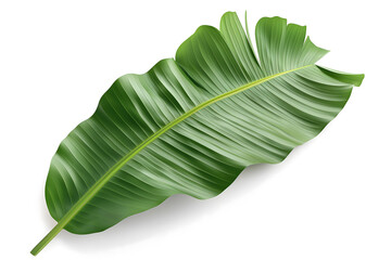Lush Green Tropical Palm Leaf Isolated on White Background