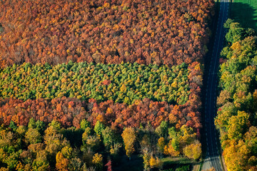 vue aérienne de forêt à l'automne dans les Yvelines en France - 751652048