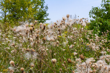Cirsium arvense is a species of perennial plants of the thistle family of the aster. Autumn plants with seeds. Medicinal plants