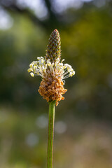 Ribwort plantain Plantago lanceolata. Medicinal plants in the garden