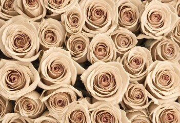 background with roses