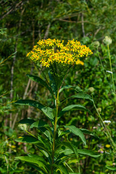 Senecio hydrophilus Nutt. wild yellow flowers, blooming weed plant in summer garden