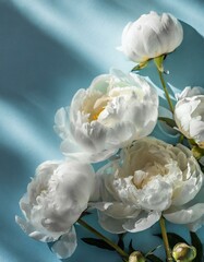 White peony roses buds on pale blue table