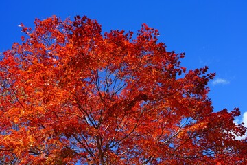 Fototapeta premium Red foliage of a Japanese Maple tree in the fall