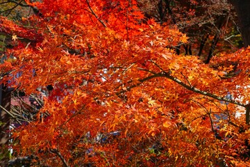 Red foliage of a Japanese Maple tree in the fall