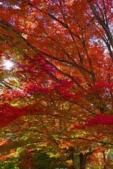 Red foliage of a Japanese Maple tree in the fall