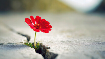 Red flower growing through crack in the ground, selective focus. Concept of strength and resilience
