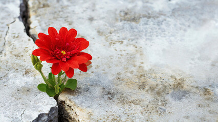 Red flower growing through crack in the ground, selective focus. Concept of strength and resilience 