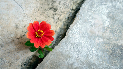 Red flower growing through crack in the ground, top view with copy space. Concept of strength and resilience