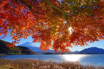 Day view of the snow-capped Mount Fuji framed by red Japanese maples in the fall in Lake Kawaguchi...