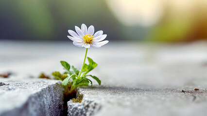 white flower growing through crack in the ground, selective focus. Concept of strength and resilience
