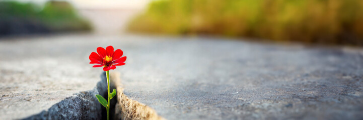 Red flower growing through crack in the ground, selective focus. Concept of strength and resilience panoramic banner with copy space